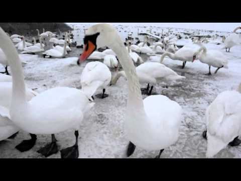 The wild swans in winter.Tallinn Estonia 2010.