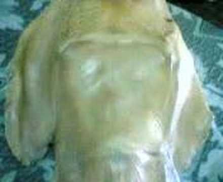 Video Mermaid real found in jordan