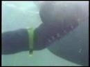 Great White Shark Attack!!