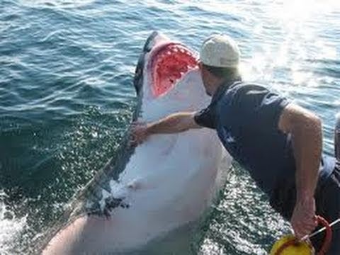 Shark kills German tourist at Egyptian resort REVIEW & THOUGHTS