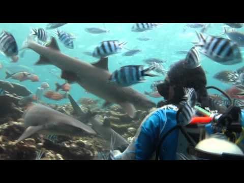 Shark Diving in Fiji