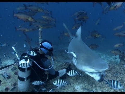 Bull Shark feeding in Fiji - South Pacific - BBC