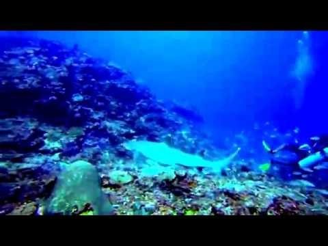 Shark Diving 2013