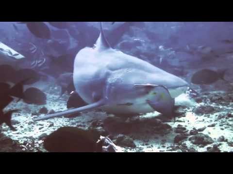 Fiji Shark Diving !!!