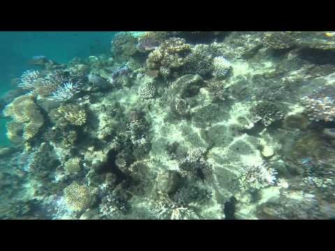 Fiji - finding nemo