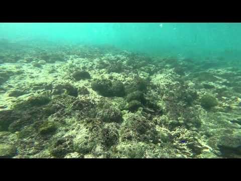Fiji - snorkeling 2