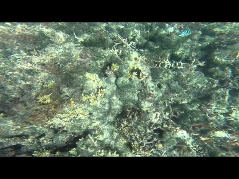 Fiji - snorkeling