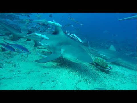 beginner diver surrounded by bull sharks