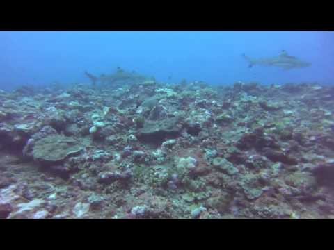 Fiji - Shark Diving around Yanuka Island