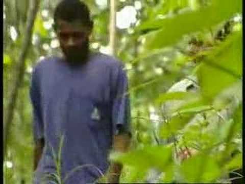 Paradise Lost - Fiji
