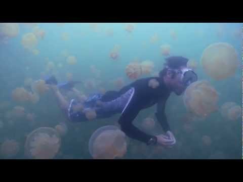 HD Footage of Palau Jellyfish Lake in Micronesia