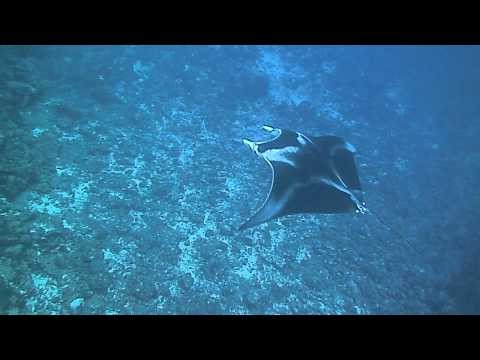 Giant Manta Ray Swims Under Divers in M'il Channel