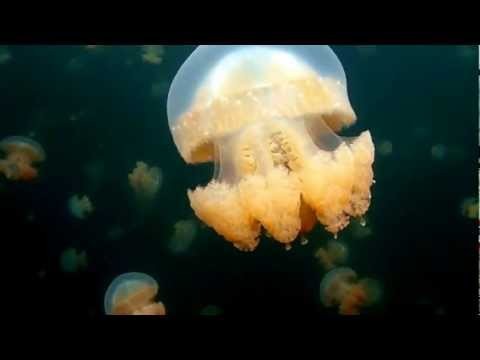 Snorkeling Jellyfish Lake