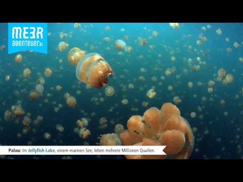 Jellyfish Lake / Ongeim'l Tketau
