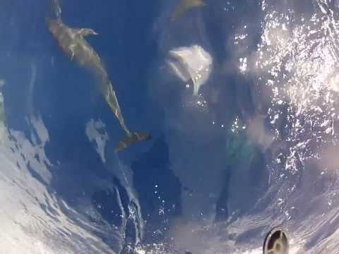 Raw video of dolphins in Yap