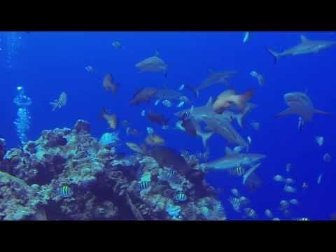 Shark Mosh Pit at Vertigo