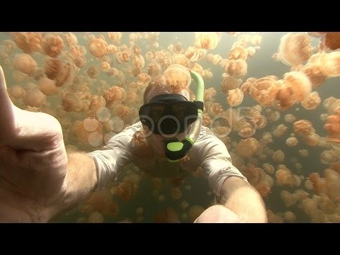 Swimming Through Jellyfish Swarm stock footage