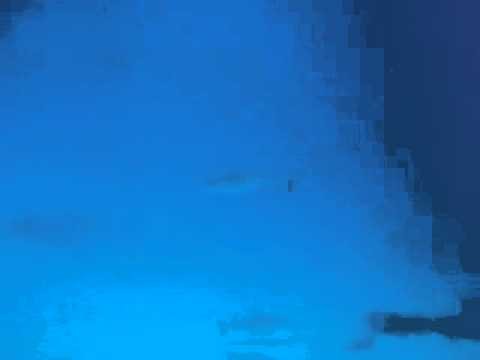 Grey reef sharks & black tip Chuuk ODE