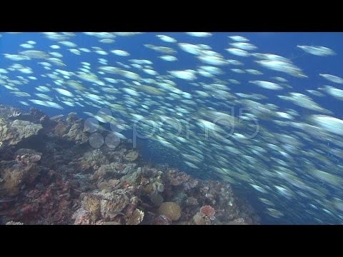 School Of Silver Fish Evade Predators In Blue Water. Stock Footage
