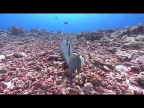 Hidden Gems Underwater Show Reel - Palau and Philippines