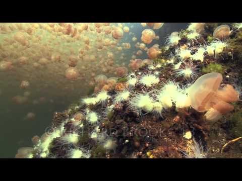 Jellyfish Lake Underwater Timelapse