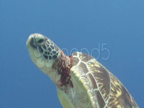 Swimming Turtle. Stock Footage