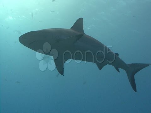 Midwater Backlit Shark. Stock Footage
