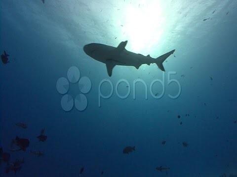 Backlit Shark. Stock Footage