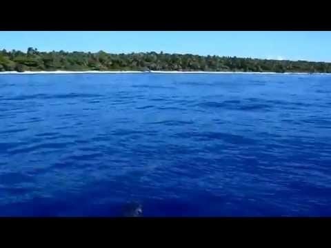 Flipper am AIT Atoll bei Pohnpei