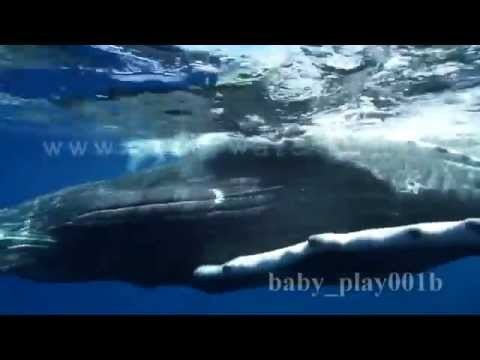 humpback whale calf ascent