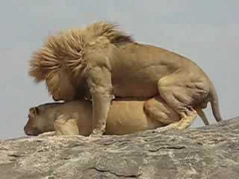 Lions mating in the Serengeti