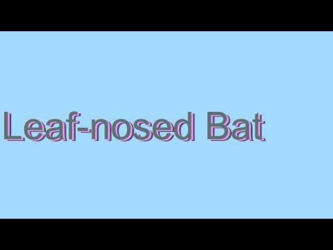 How to Pronounce Leaf-nosed Bat