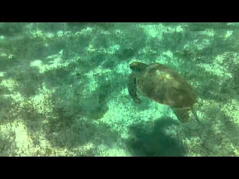 Turtles in Grenada