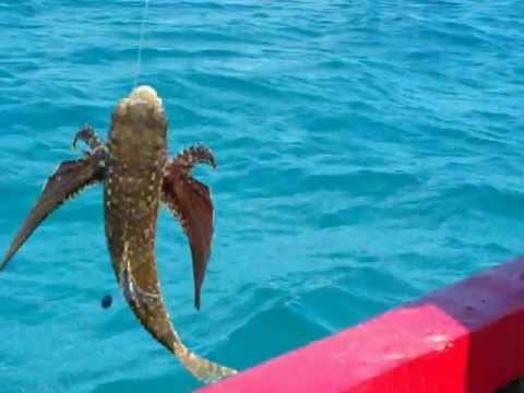 Flying Gurnard fish caught off Grenada