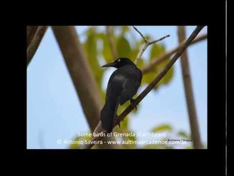 Some birds of Grenada Caribbean 21 3 2015
