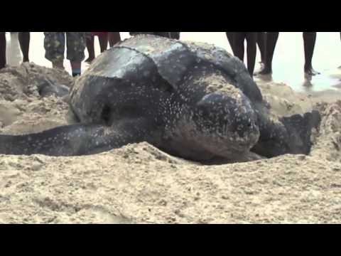 Grand Anse, Grenada--Leatherback Sea Turtle Nesting 2012