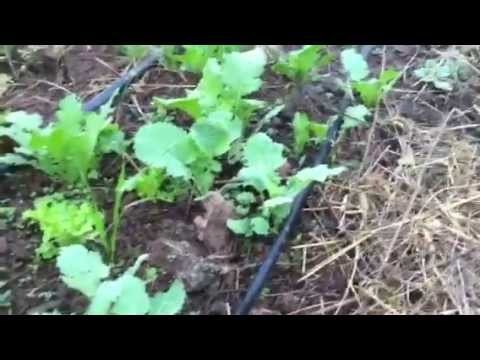 Organic sustainable gardening in Georgia