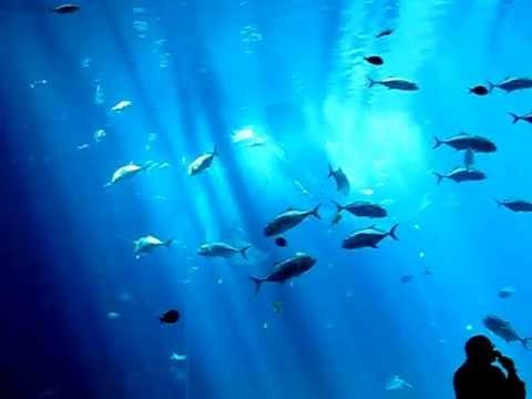 Whale Shark Feeding Georgia Aquarium