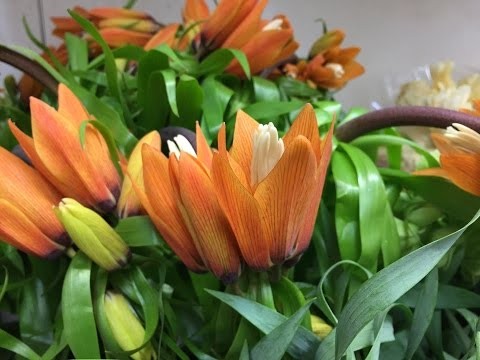 Cut Flower weekly product update March 16