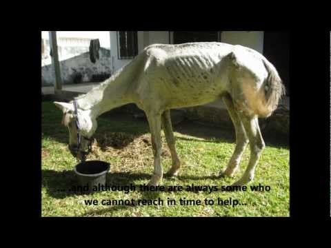 Gambia Horse and Donkey Trust 10 Years of Acheivements