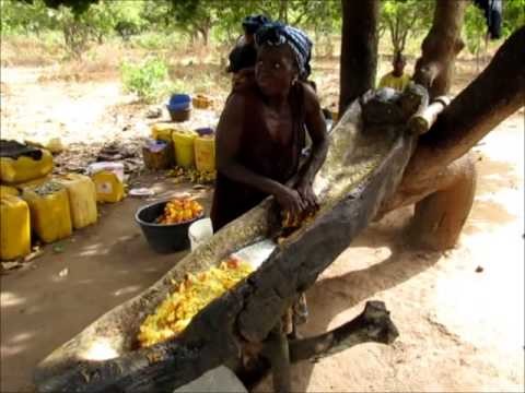 Gambia cashewnoten farm