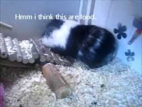 Guinea-pigs Music Video Wow