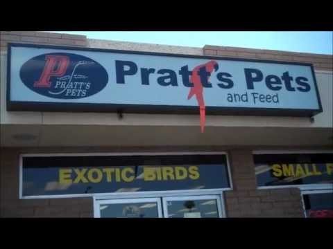 Kiev Visits Pratt's (Warning Unusual Pets) #1