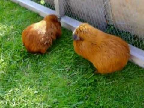 Wet guineapigs cleaning frenzy!
