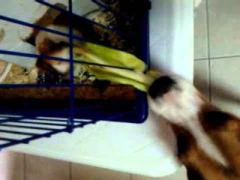 Beagle steals lettuce from guinea pig