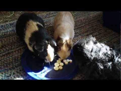Guinea Pigs Eat Parsnips 1