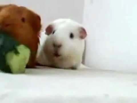 Watch the battle: 3 guinea pigs