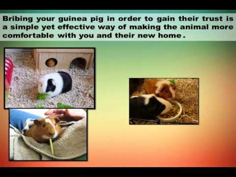 Guinea Pigs Home