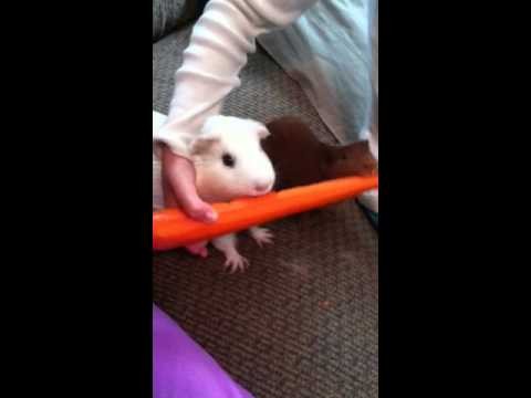 Guinea Pigs sharing carrot