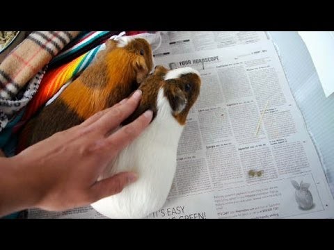 Cute guinea pigs being petted